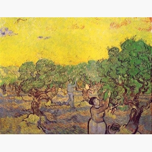 Olive Grove With Two Olive Pickers