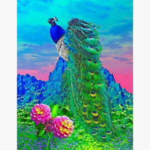 Peacock Painting