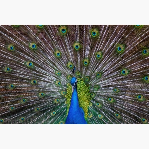 Peacock Painting