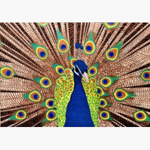 Peacock Painting