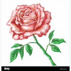 Beautiful Flower Painting